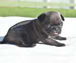 Small #2 Pug