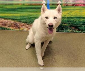 Siberian Husky-Unknown Mix Dogs for adoption in Moreno Valley, CA, USA