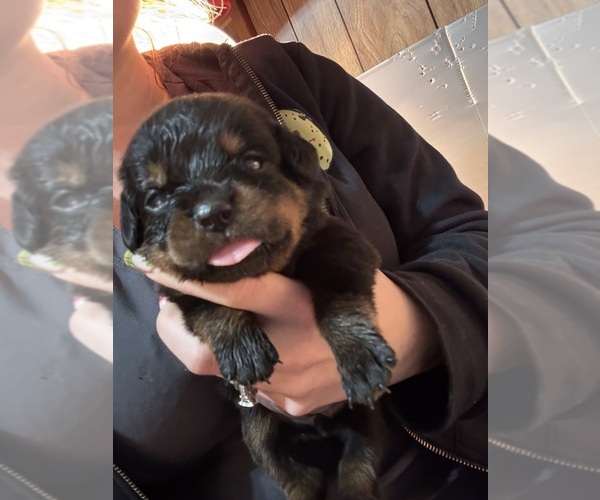 Medium Photo #4 Rottweiler Puppy For Sale in GREEN SPRINGS, OH, USA