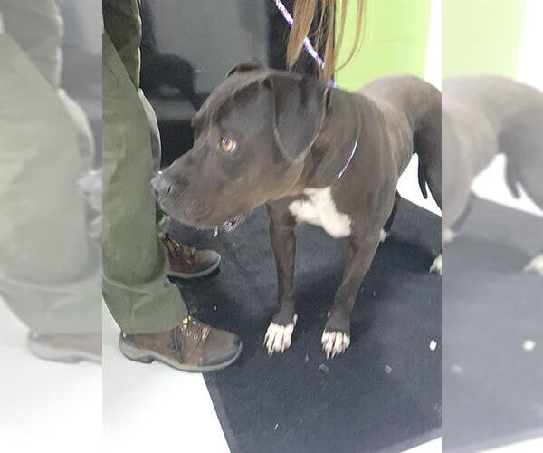 Medium Photo #1 American Pit Bull Terrier Puppy For Sale in Temple, TX, USA