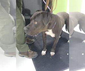 American Pit Bull Terrier Dogs for adoption in Temple, TX, USA