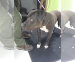 Small American Pit Bull Terrier