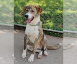 Small #2 Border Collie-Plott Hound Mix