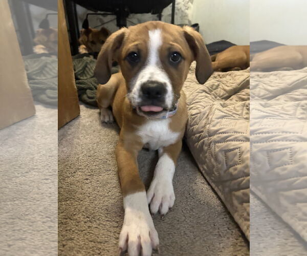 Medium Photo #1 Shepradors Puppy For Sale in Polson, MT, USA