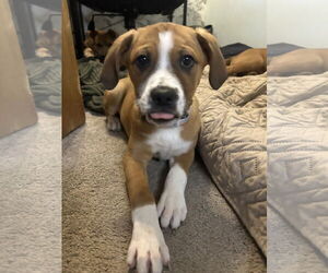 Shepradors Dogs for adoption in Polson, MT, USA