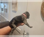 Small Photo #14 German Shorthaired Pointer Puppy For Sale in EDGEMOOR, SC, USA