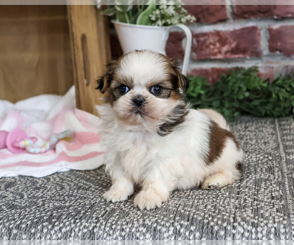 Medium Photo #2 Shih Tzu Puppy For Sale in SYRACUSE, IN, USA