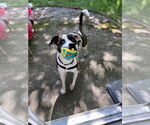 Small #3 Bullboxer Pit