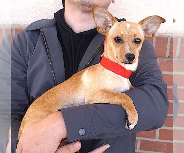Medium Photo #3 Mutt Puppy For Sale in Carrollton, TX, USA