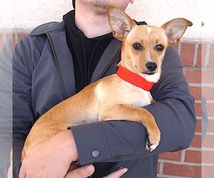 Tanya - Female Mutt Dog for Adoption - Photo #3