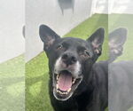 Small #8 Labrador Retriever Mix