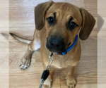 Small #2 Labrador Retriever Mix