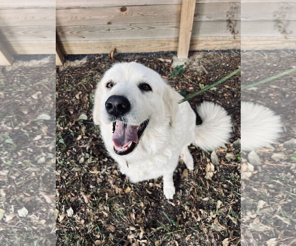 Medium Photo #3 Great Pyrenees Puppy For Sale in Spring, TX, USA