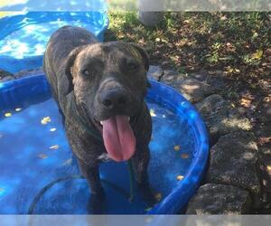 Labrador Retriever-Unknown Mix Dogs for adoption in Ocala, FL, USA
