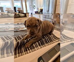 Small #5 American Pit Bull Terrier Mix