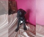 Small Photo #1 German Shorthaired Pointer Puppy For Sale in Hudson, NY, USA
