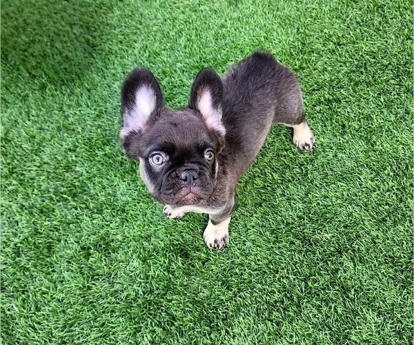 Medium Photo #2 French Bulldog Puppy For Sale in LAS VEGAS, NV, USA