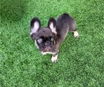 Small #1 French Bulldog