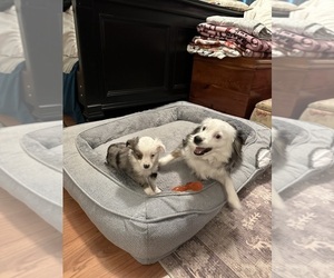 Mother of the Miniature Australian Shepherd puppies born on 05/10/2025