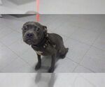 Small American Pit Bull Terrier