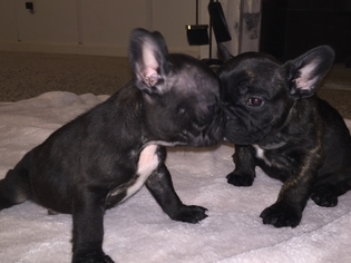 French Bulldog Puppy for sale in PEARBLOSSOM, CA, USA