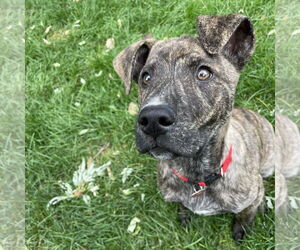 American Pit Bull Terrier-Great Dane Mix Dogs for adoption in Fargo, ND, USA