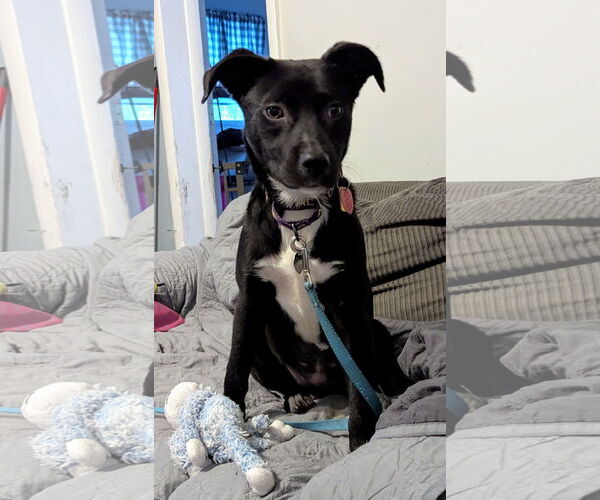 Medium Photo #5 Labrador Retriever-Unknown Mix Puppy For Sale in Oakhurst, NJ, USA