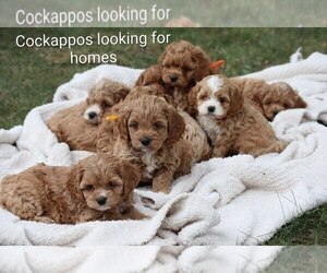 Cock-A-Poo Puppy for Sale in LOYAL, Wisconsin USA