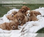 Image preview for Ad Listing. Nickname: Litter of 7