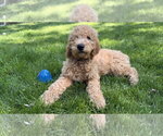 Small #1 Golden Retriever