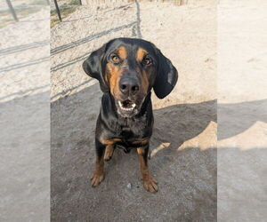 Coonhound-Unknown Mix Dogs for adoption in Muskegon, MI, USA