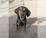 Small Coonhound Mix