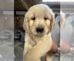 Small #3 Golden Retriever