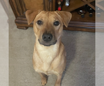 Small Photo #2 Labrador Retriever-Unknown Mix Puppy For Sale in Doylestown, PA, USA