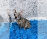 Small #4 French Bulldog