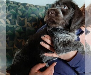 German Wirehaired Pointer Puppy for Sale in BOW, Washington USA