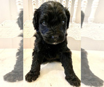 Small Photo #7 Bernedoodle Puppy For Sale in WALNUT GROVE, MO, USA
