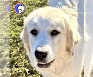 Great Pyrenees Dogs for adoption in Spring, TX, USA