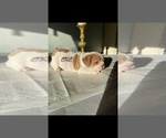 Small Photo #7 English Bulldog Puppy For Sale in ATWATER, CA, USA