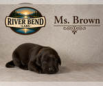Puppy Ms Brown Labrador Retriever