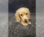Small Photo #10 Dachshund Puppy For Sale in FAYETTEVILLE, TN, USA