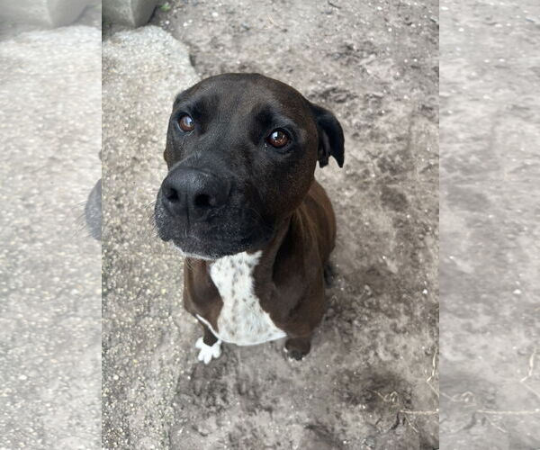 Medium Photo #5 Labrador Retriever-Unknown Mix Puppy For Sale in Sanford, FL, USA