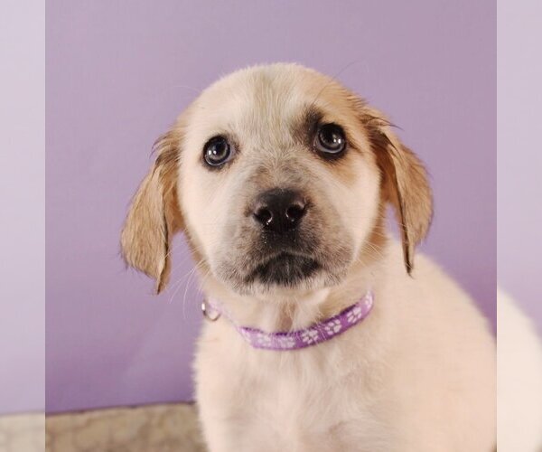 Medium Photo #4 Borador Puppy For Sale in Sheridan, CO, USA