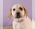 Small Photo #4 Borador Puppy For Sale in Sheridan, CO, USA