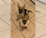 Small #7 Mutt