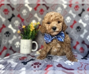 Poodle (Miniature) Puppy for sale in LAKELAND, FL, USA