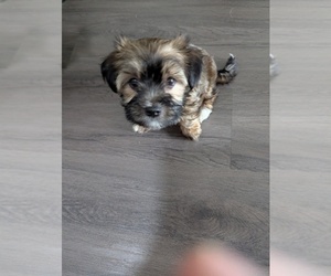 Havashire-Mal-Shi Mix Puppy for sale in FLEMING ISLAND, FL, USA