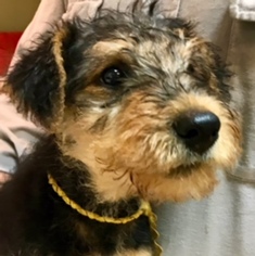 Airedale Terrier Puppy for sale in MACHIPONGO, VA, USA