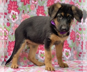 German Shepherd Dog Puppy for sale in LANCASTER, PA, USA