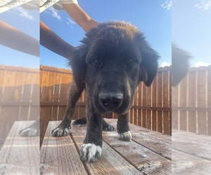 Kangal Dog-Leonberger Mix Puppy for sale in DILLON, MT, USA